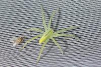 Micrommata virescens