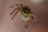 Carrhotus xanthogramma