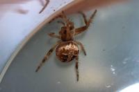 Agalenatea redii
