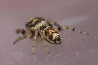 Evarcha falcata