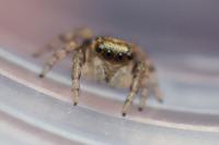 Evarcha falcata
