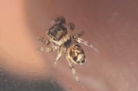 Evarcha falcata