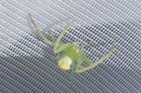 Ebrechtella tricuspidata
