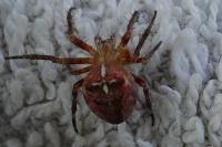 Araneus diadematus