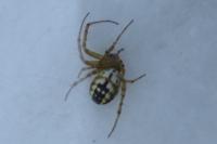 Mangora acalypha