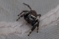 Evarcha arcuata