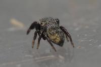 Sibianor aurocinctus