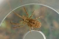 Zoropsis spinimana