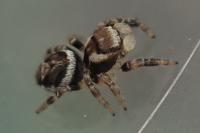 Evarcha falcata