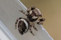 Evarcha falcata