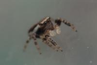 Evarcha falcata