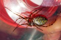 Argiope bruennichi
