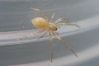 Anyphaena accentuata