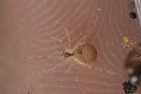 Paidiscura pallens
