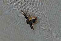 Synema globosum