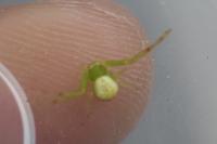 Ebrechtella tricuspidata