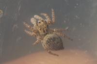 Carrhotus xanthogramma