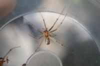 Linyphia triangularis
