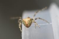 Gibbaranea gibbosa