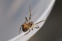Gibbaranea gibbosa