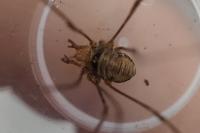 Dicranopalpus ramosus