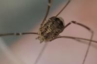 Leiobunum blackwallii
