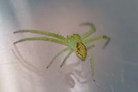 Diaea