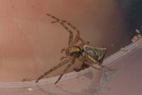 Tmarus