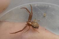 Runcinia grammica