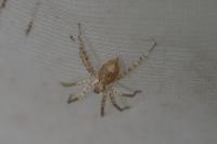 Anyphaena accentuata