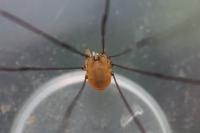 Leiobunum blackwallii