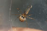 Platnickina tincta