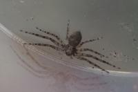 Philodromus