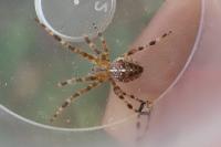 Araneus diadematus