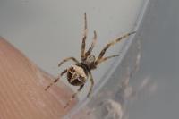 Agalenatea redii