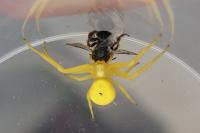 Misumena vatia