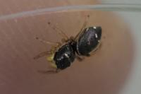 Heliophanus