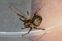 Gibbaranea gibbosa