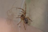 Larinioides cornutus