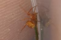 Araneus triguttatus / Araneus sturmi
