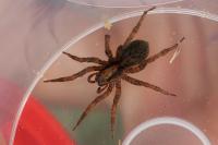 Trochosa ruricola