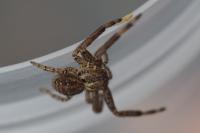 Xysticus