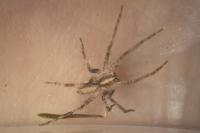 Pisaura mirabilis