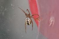 Mangora acalypha