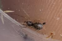 Linyphiidae