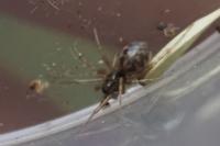 Linyphiidae