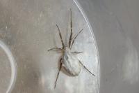 Uloborus walckenaerius