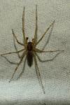 Allagelena gracilens