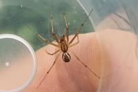 Linyphia triangularis