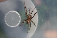 Araneus diadematus
